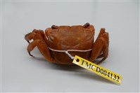 藏品(中型東方蟹)的圖片